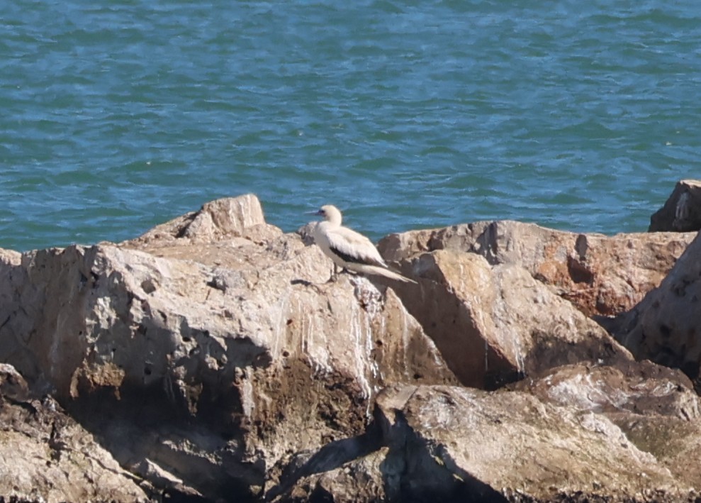 Zanga hankagorria - ML646632168