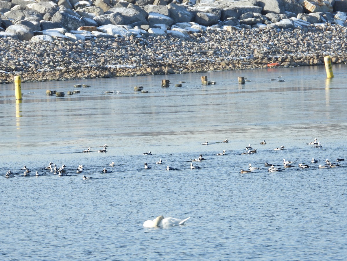 Izotz-ahatea - ML646632170