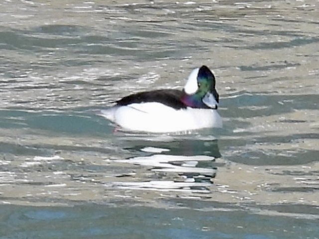 עבראש לבנוני - ML646632171