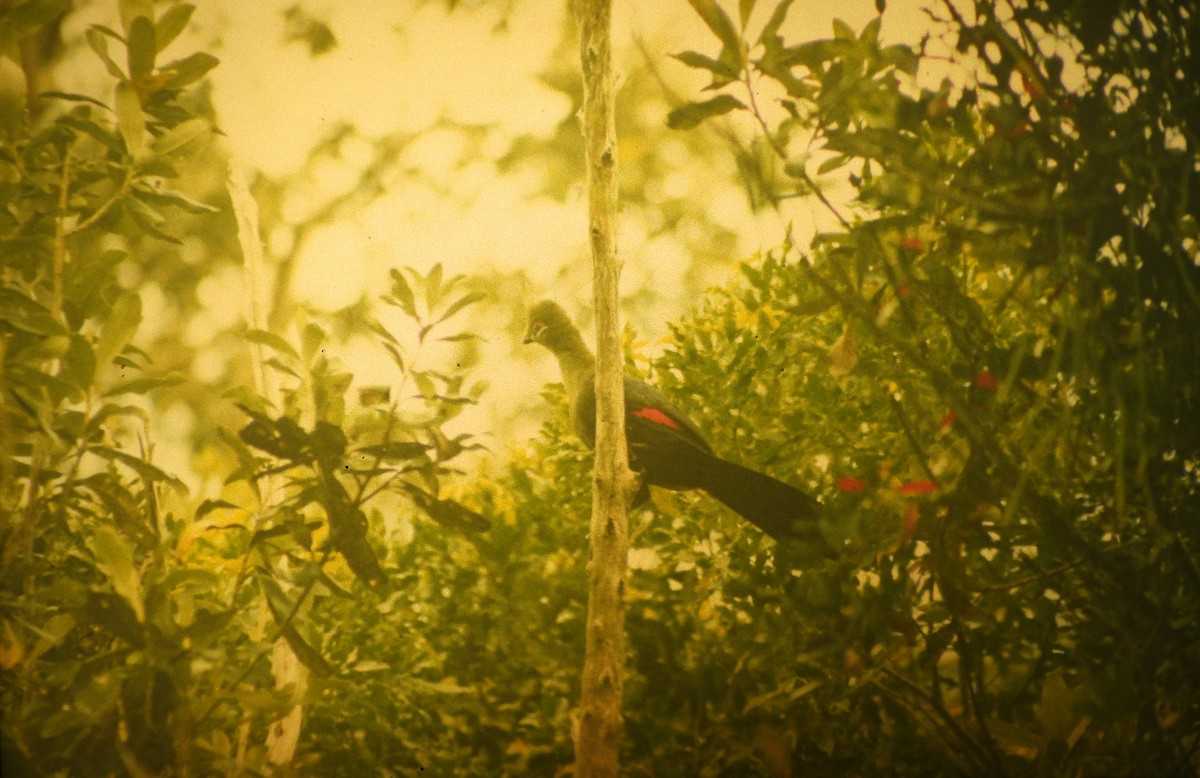 Knysna Turaco - ML646632174