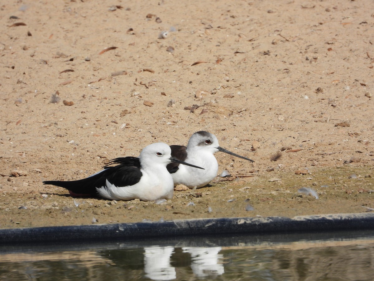 Эгэл хилэн жигүүр - ML646632175