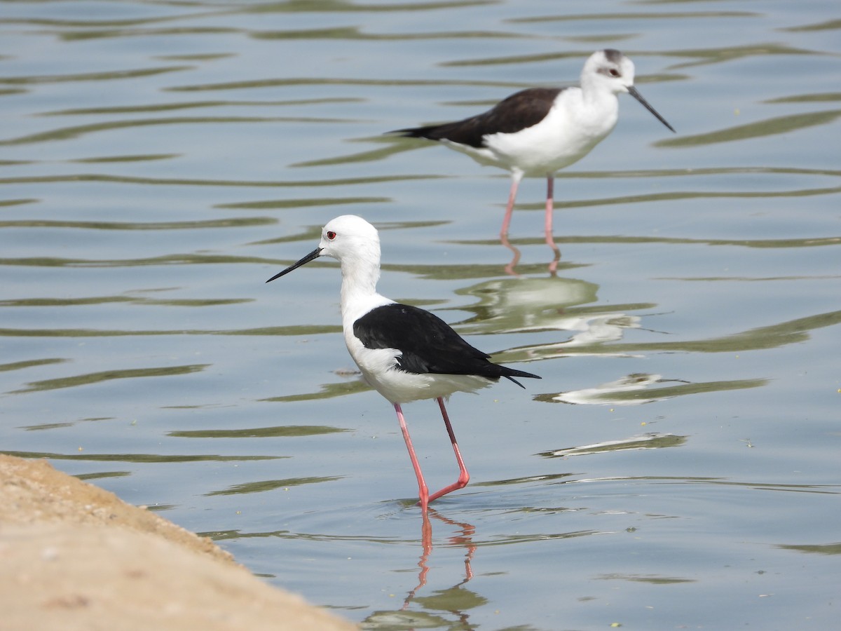 Эгэл хилэн жигүүр - ML646632176