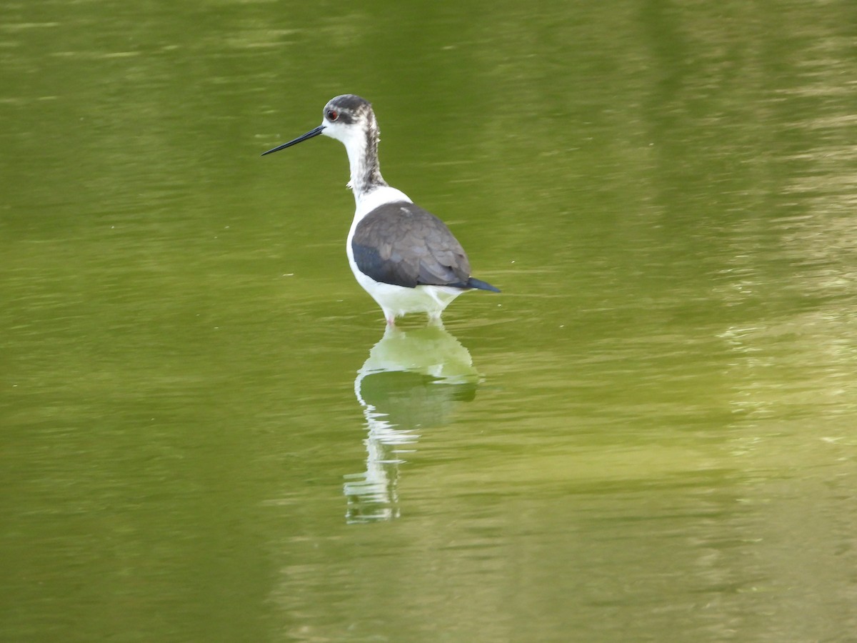 Эгэл хилэн жигүүр - ML646632177