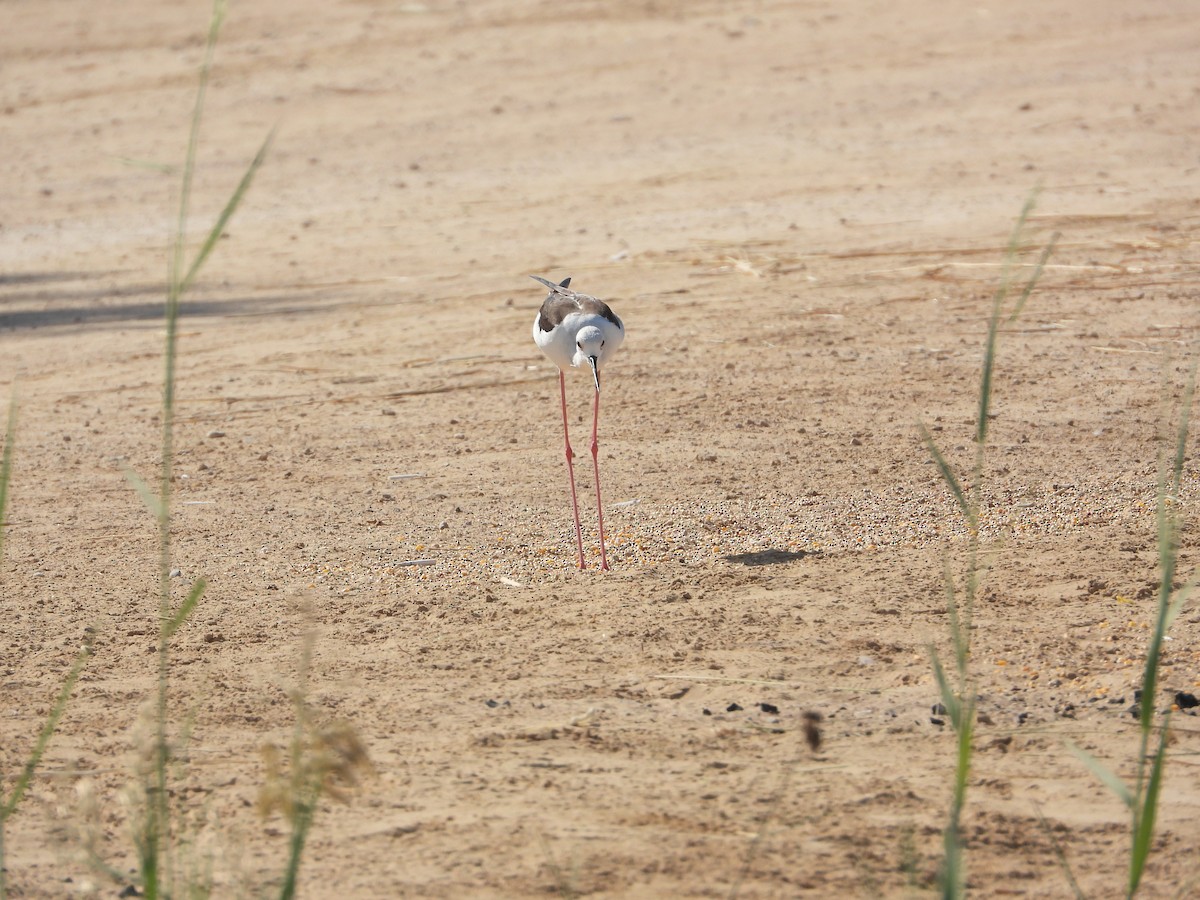 Эгэл хилэн жигүүр - ML646632178