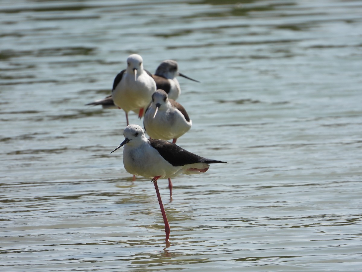 Эгэл хилэн жигүүр - ML646632179