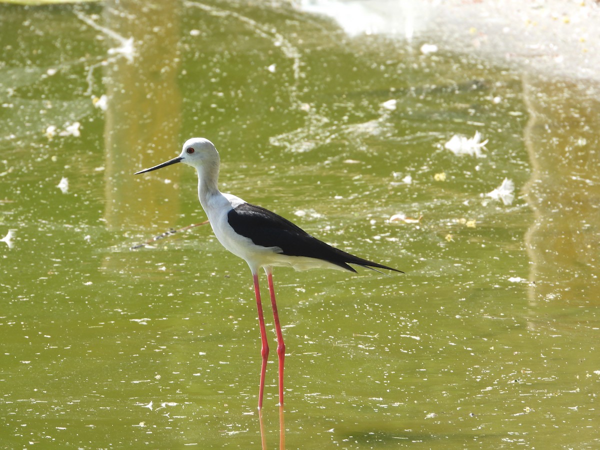 Эгэл хилэн жигүүр - ML646632180