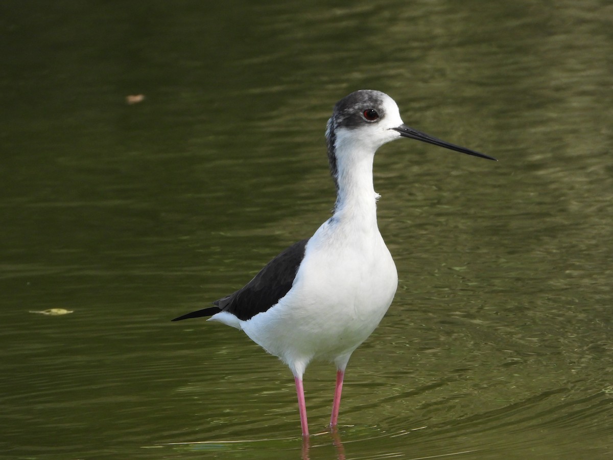 Эгэл хилэн жигүүр - ML646632181