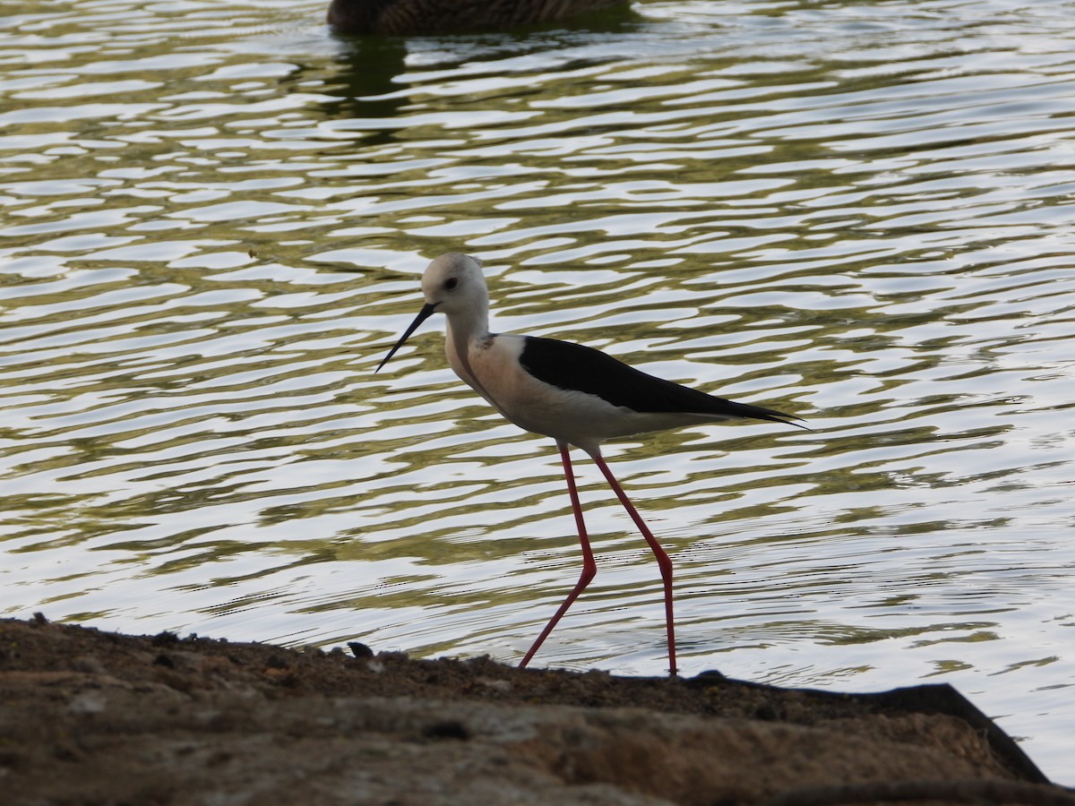 Эгэл хилэн жигүүр - ML646632182