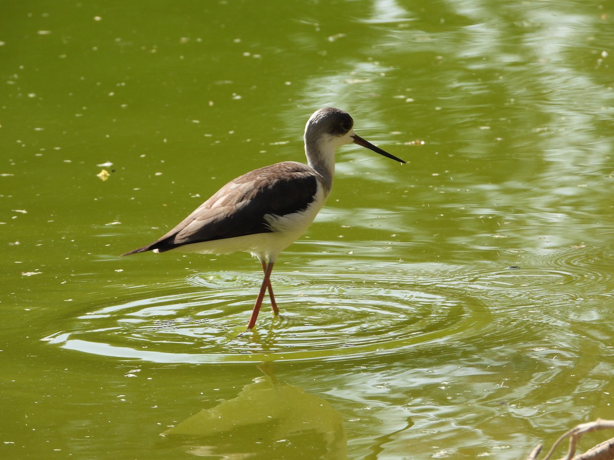 Эгэл хилэн жигүүр - ML646632183