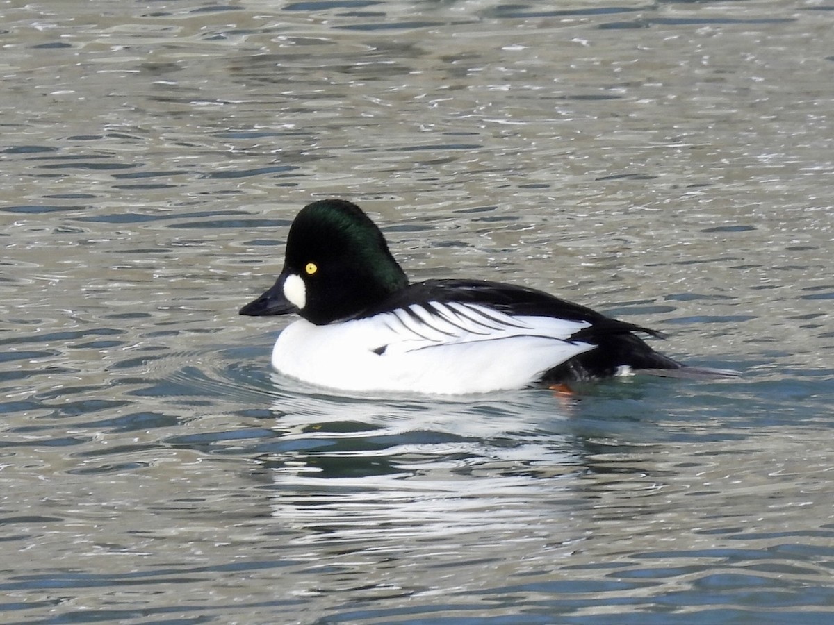 עבראש ירוק - ML646632184