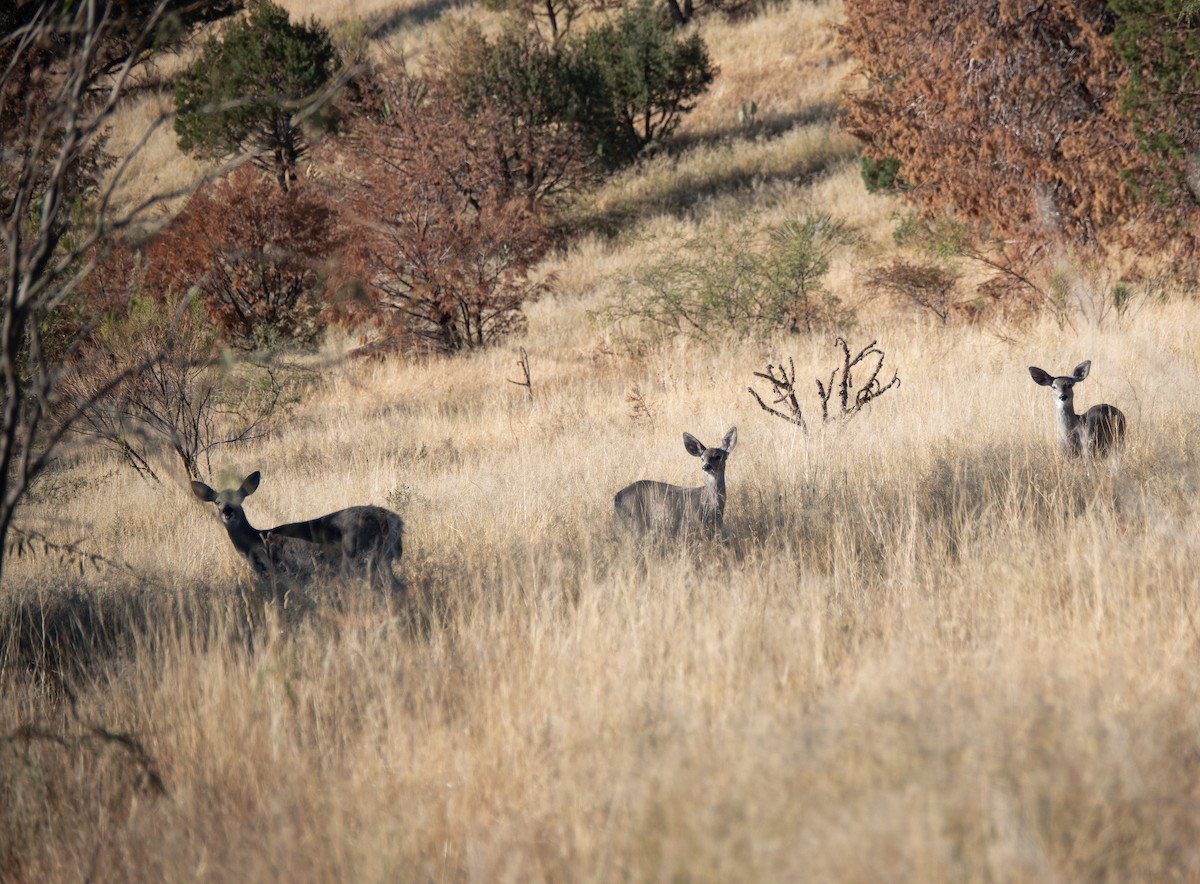 白尾鹿 - ML646632185