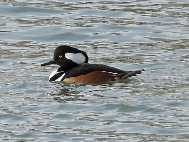 מרגון מקושט - ML646632187