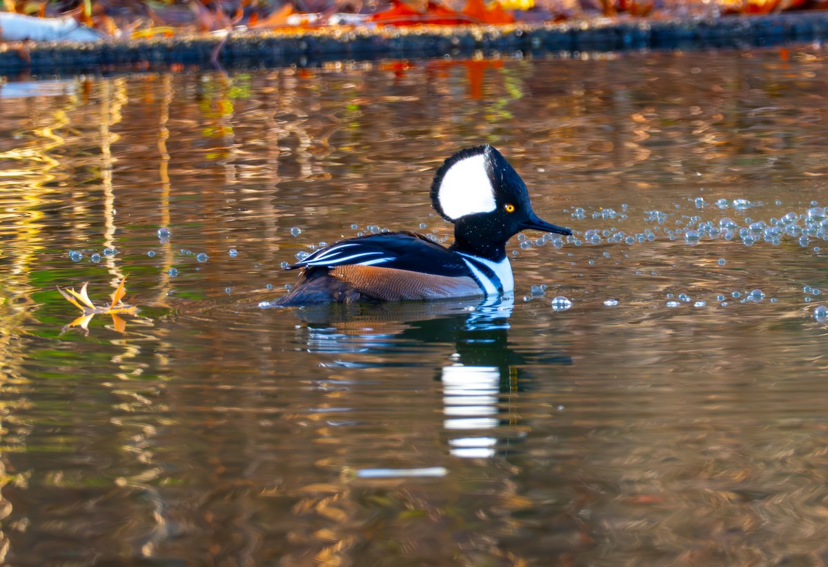 Hooded Merganser - ML646632194