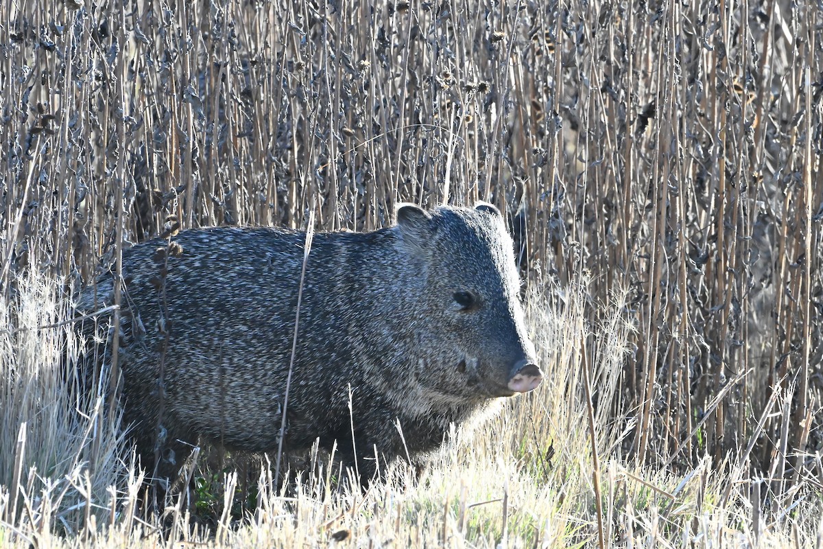 Animals - ML646632201