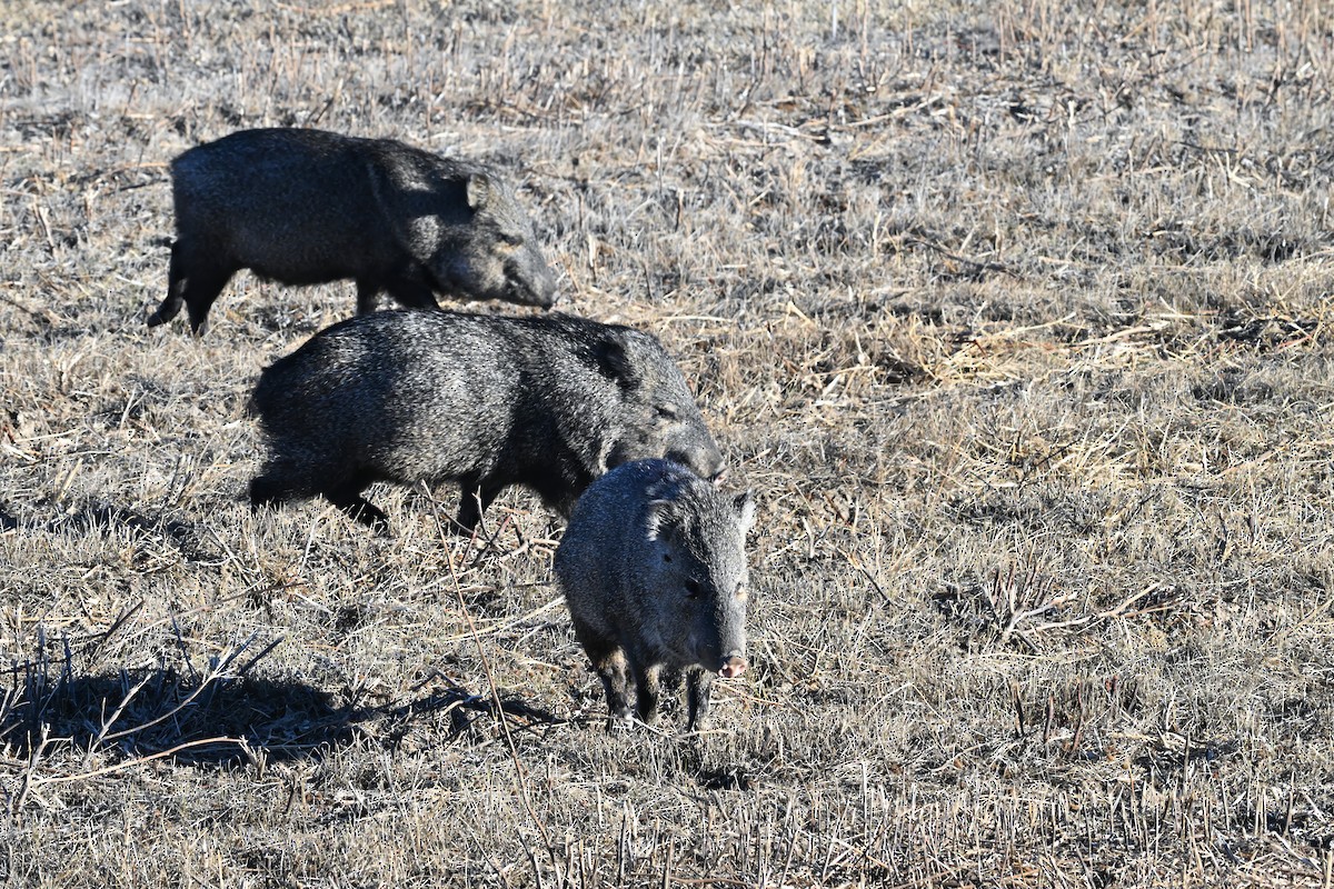 Animals - ML646632202