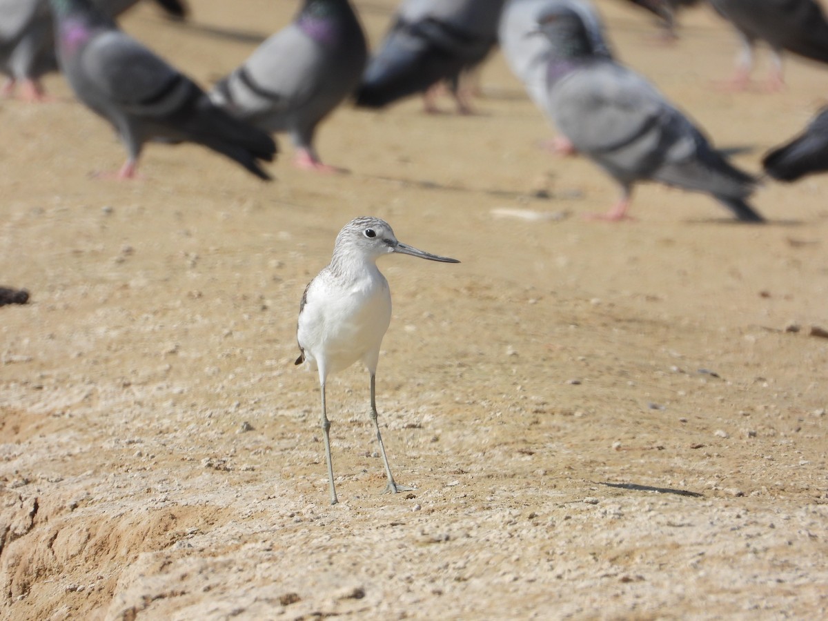 Алаг ээтэн - ML646632204