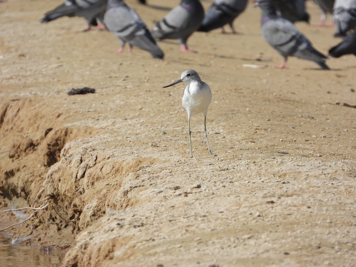 Алаг ээтэн - ML646632205