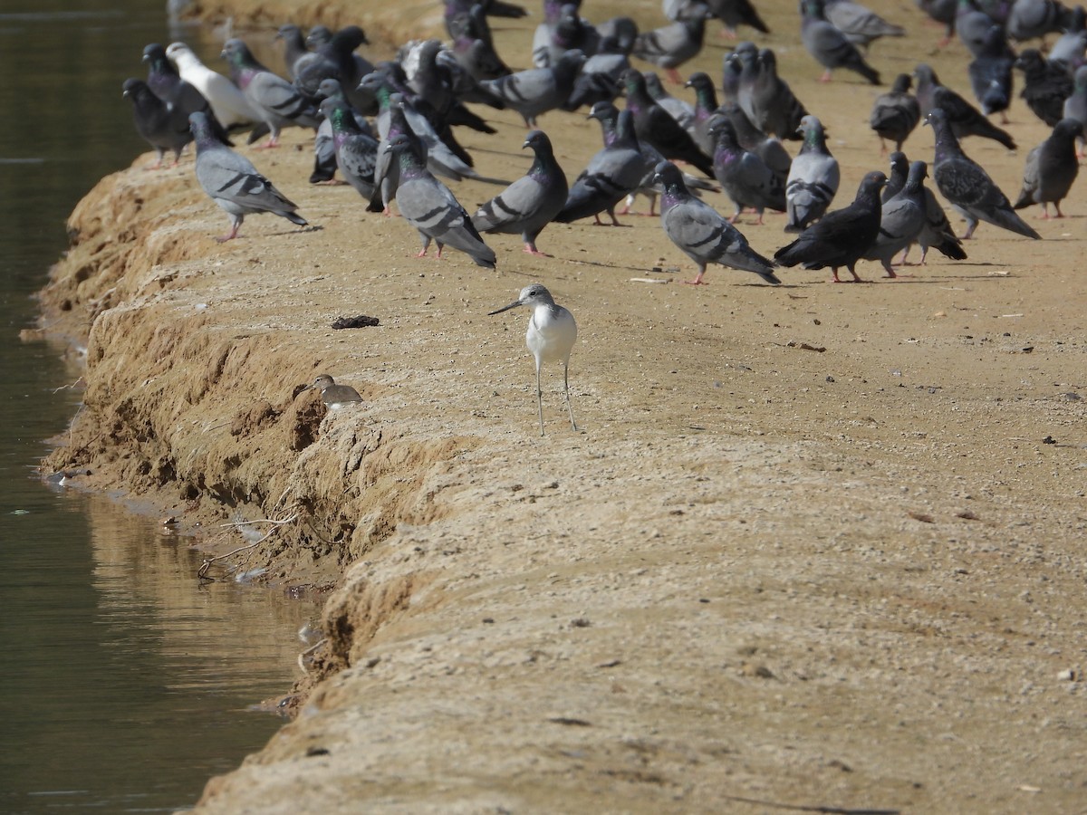 Алаг ээтэн - ML646632206