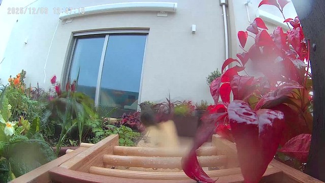 Горихвістка чорна - ML646632208