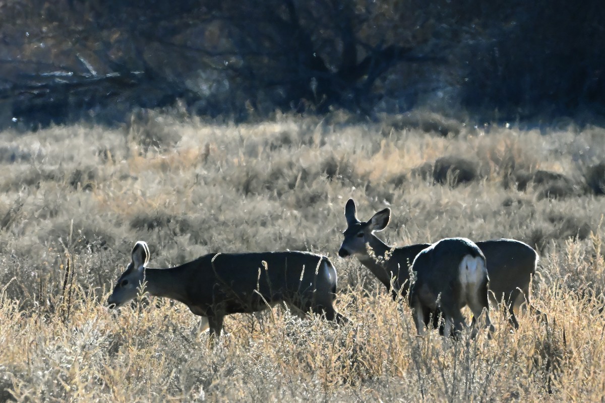 Animals - ML646632211