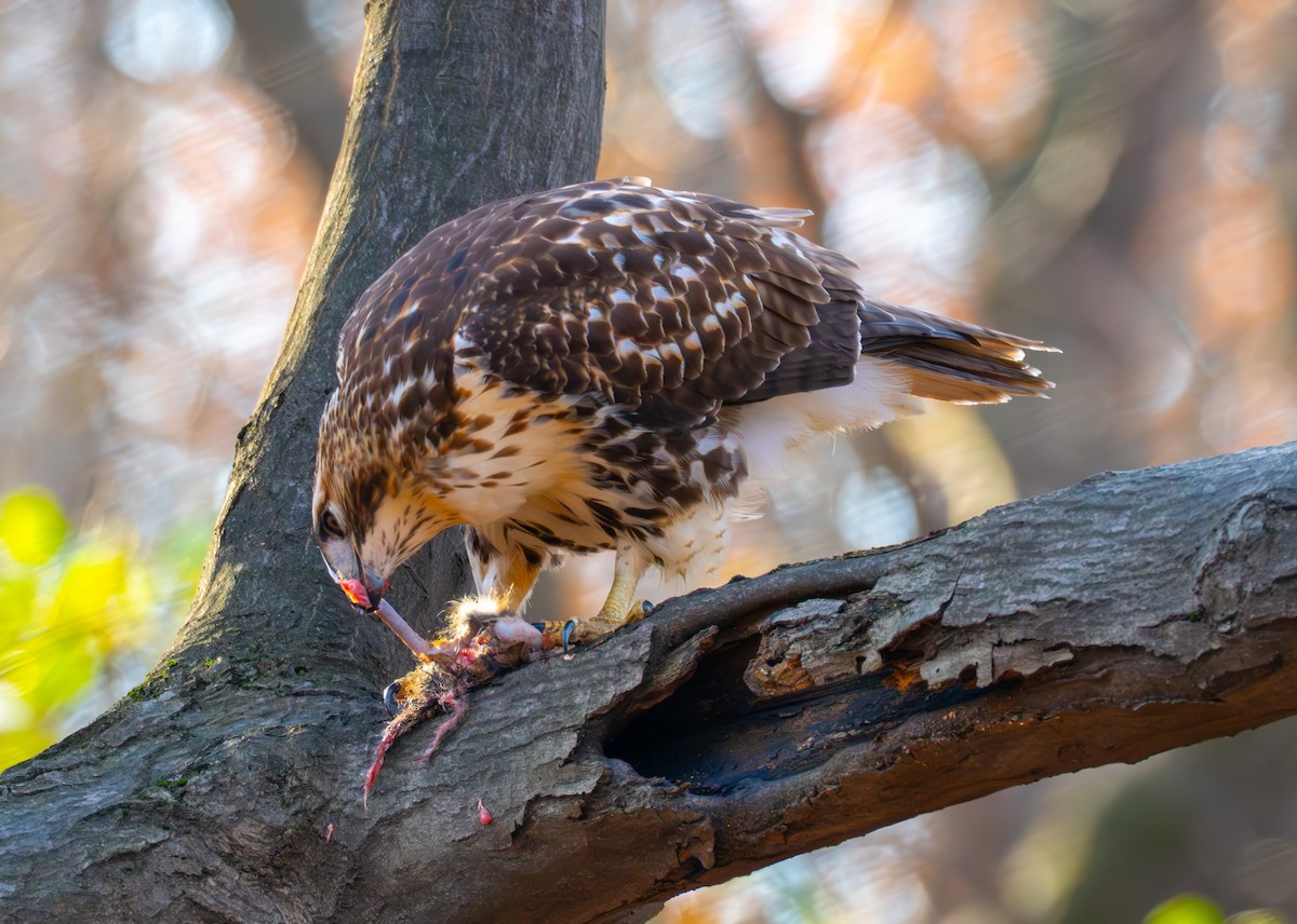 Red-tailed Hawk - ML646632213
