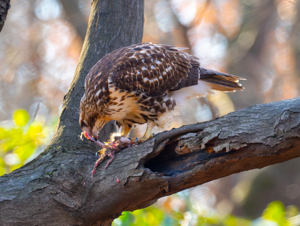 Red-tailed Hawk - ML646632214