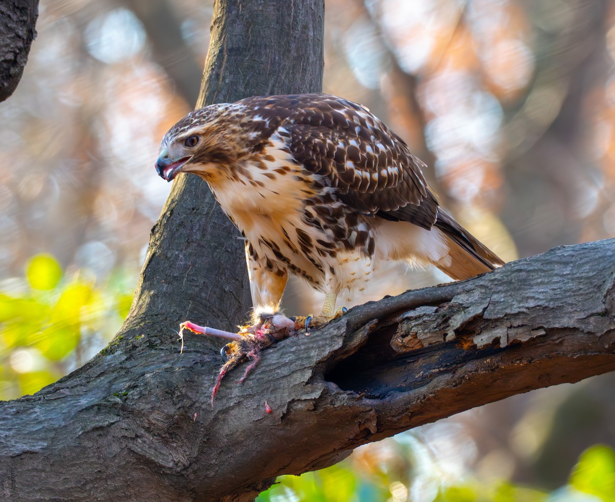 Red-tailed Hawk - ML646632215