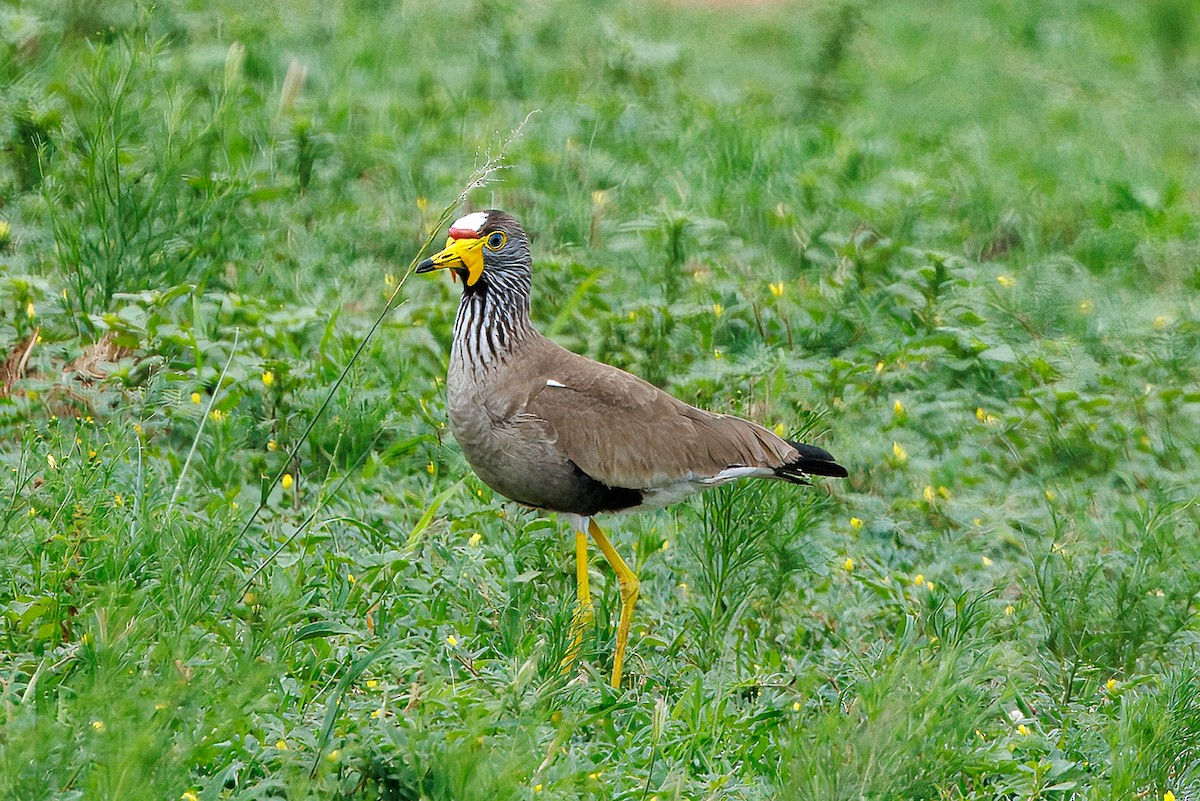 Senegalkiebitz - ML646632217