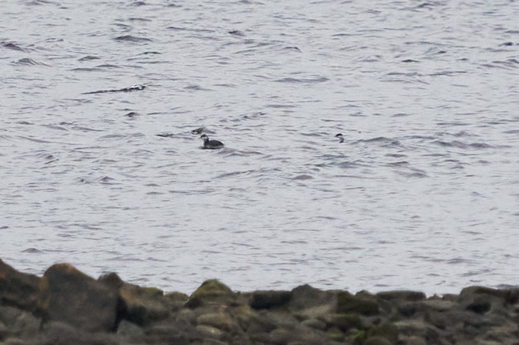 ミミカイツブリ - ML646632220