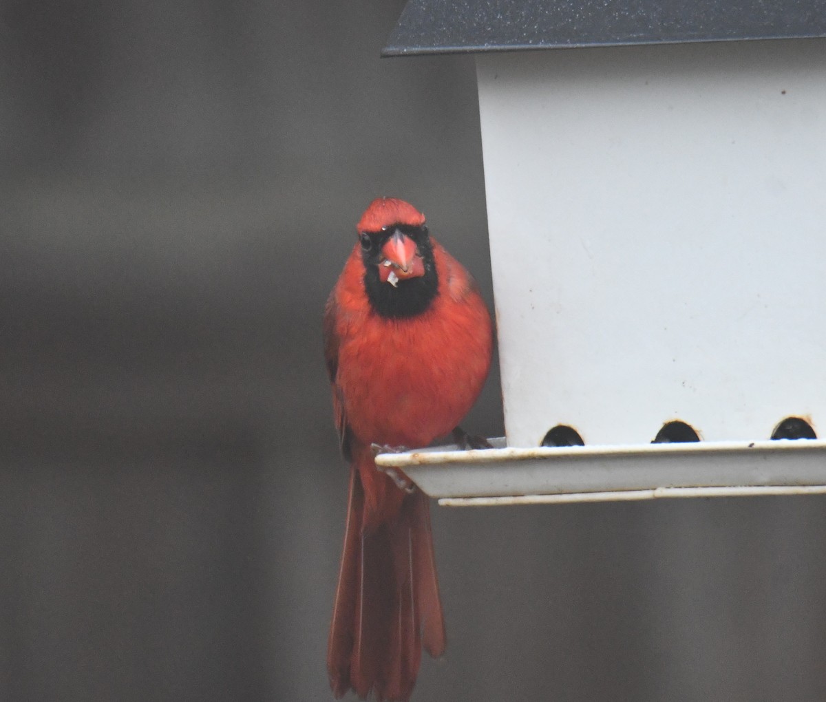 Northern Cardinal - ML646632221