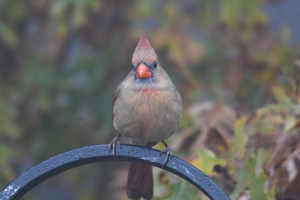 Northern Cardinal - ML646632222