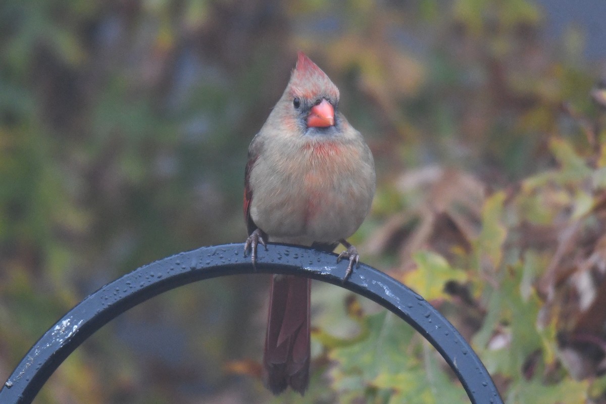 Northern Cardinal - ML646632223