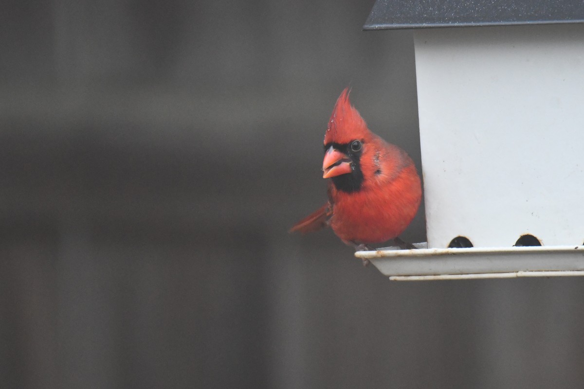 Northern Cardinal - ML646632225