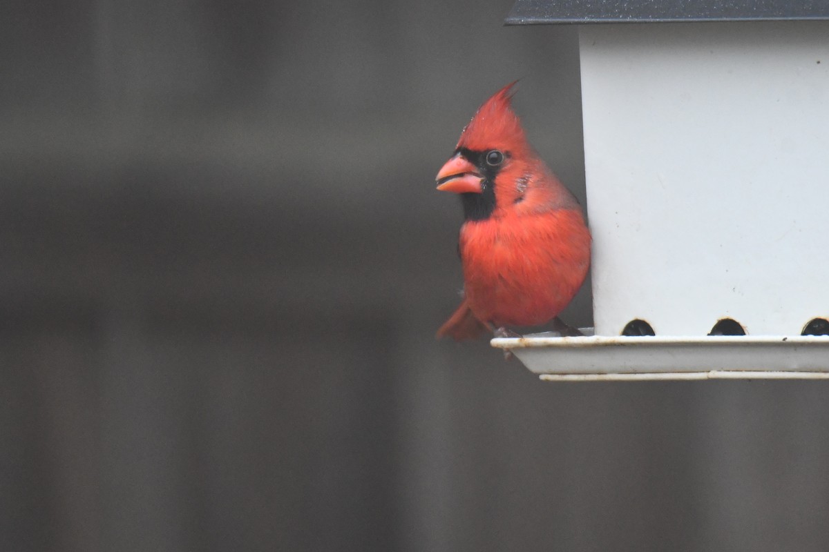 Northern Cardinal - ML646632226