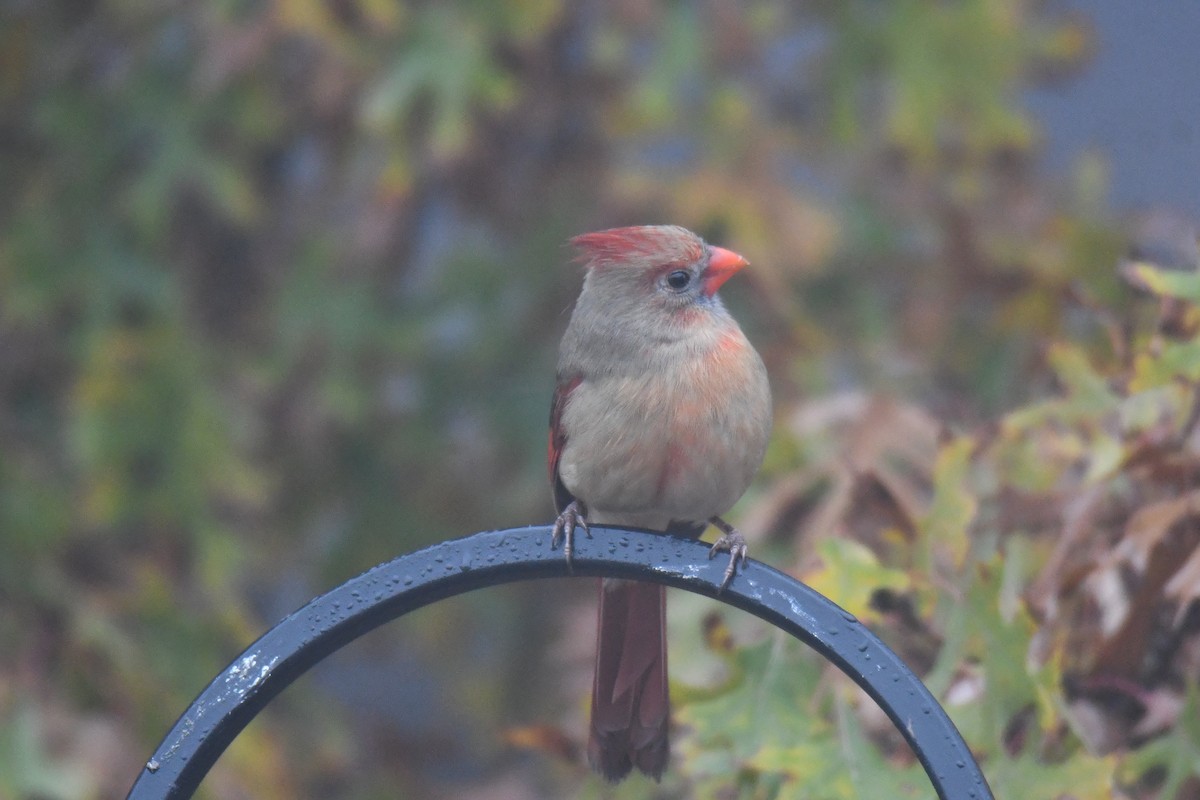 Northern Cardinal - ML646632228