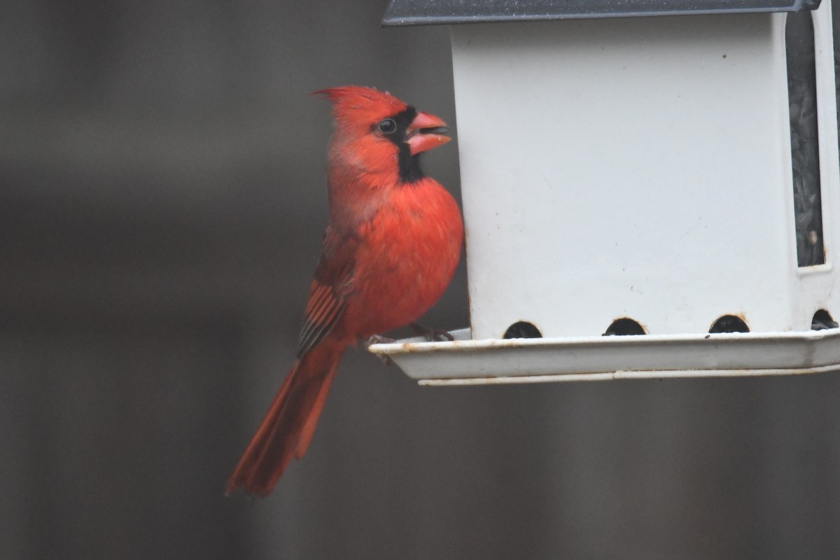 Northern Cardinal - ML646632229