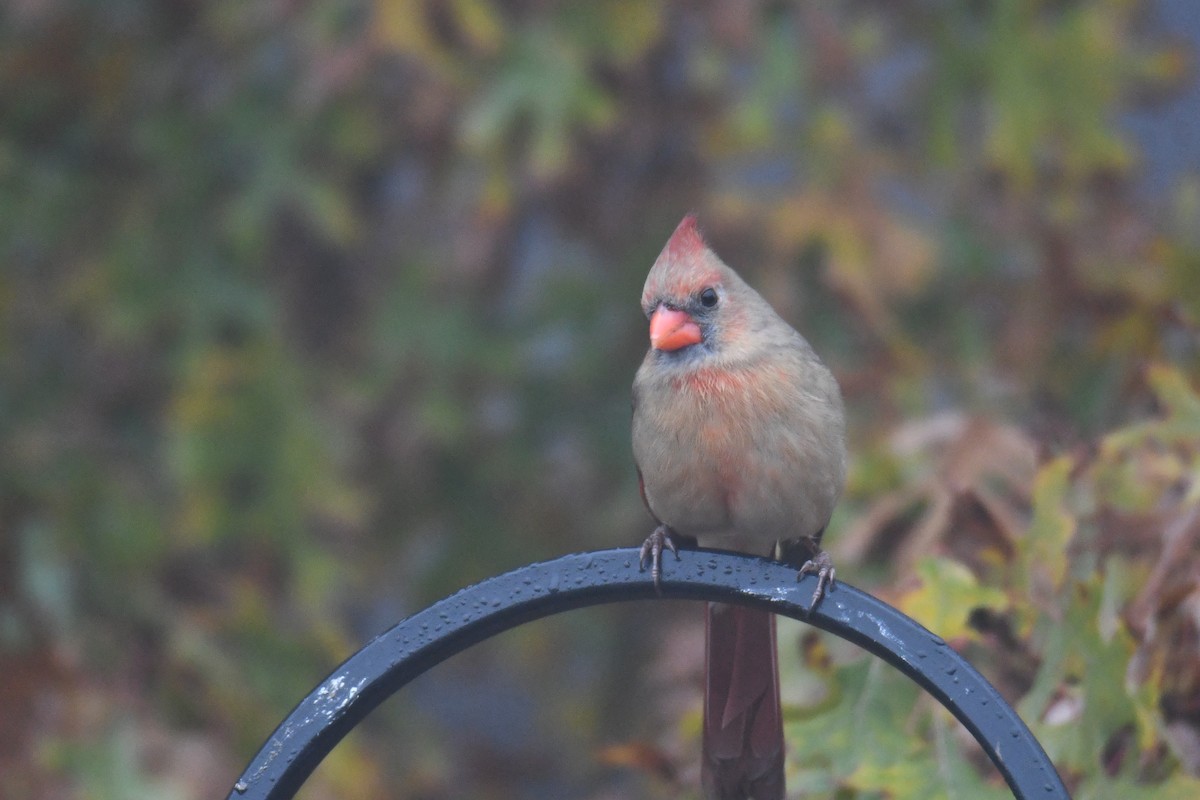 Northern Cardinal - ML646632230