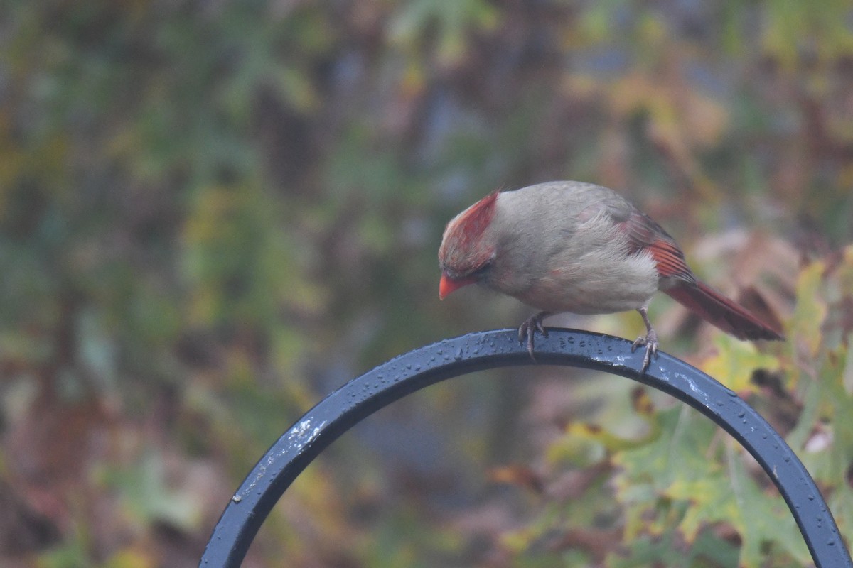 Northern Cardinal - ML646632231