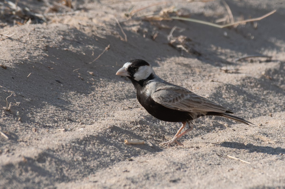 Moinelette à front blanc - ML646632233