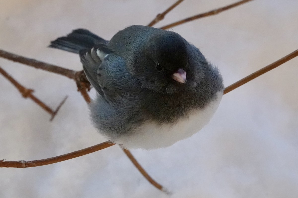 ユキヒメドリ - ML646632243