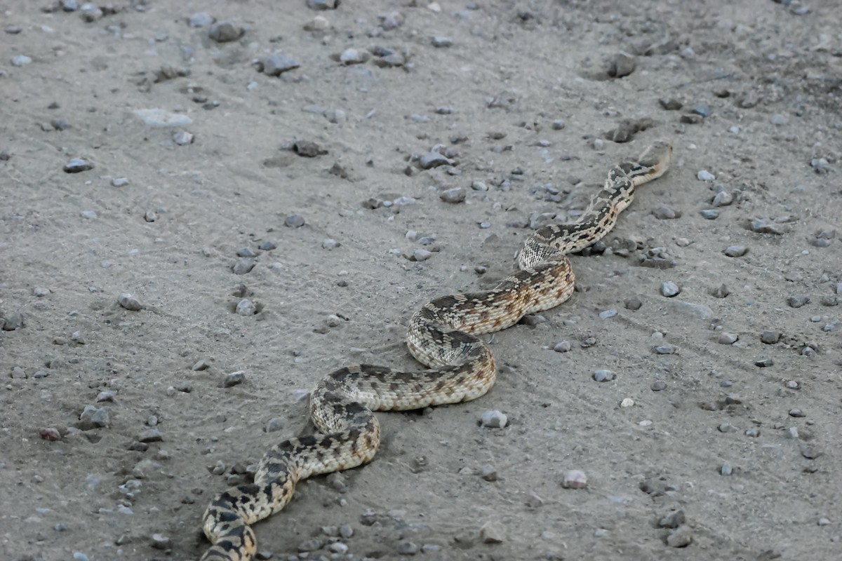 Animals - ML646632244