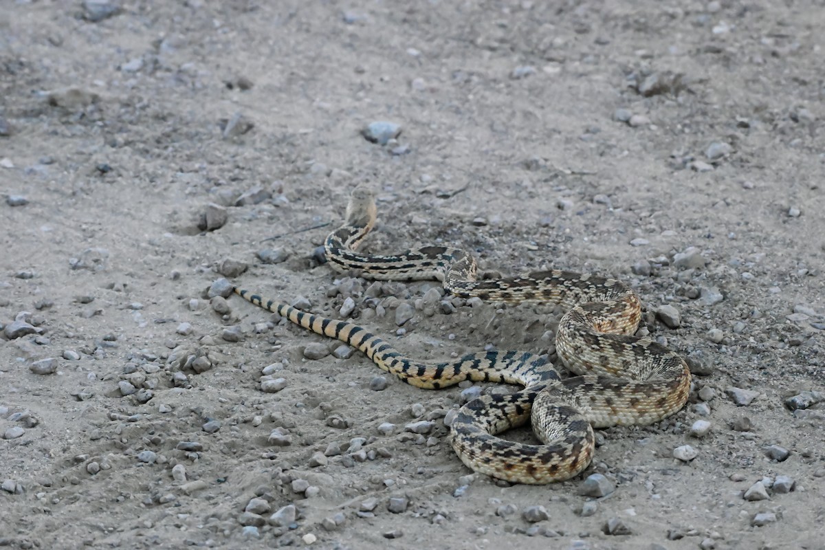 Animals - ML646632245