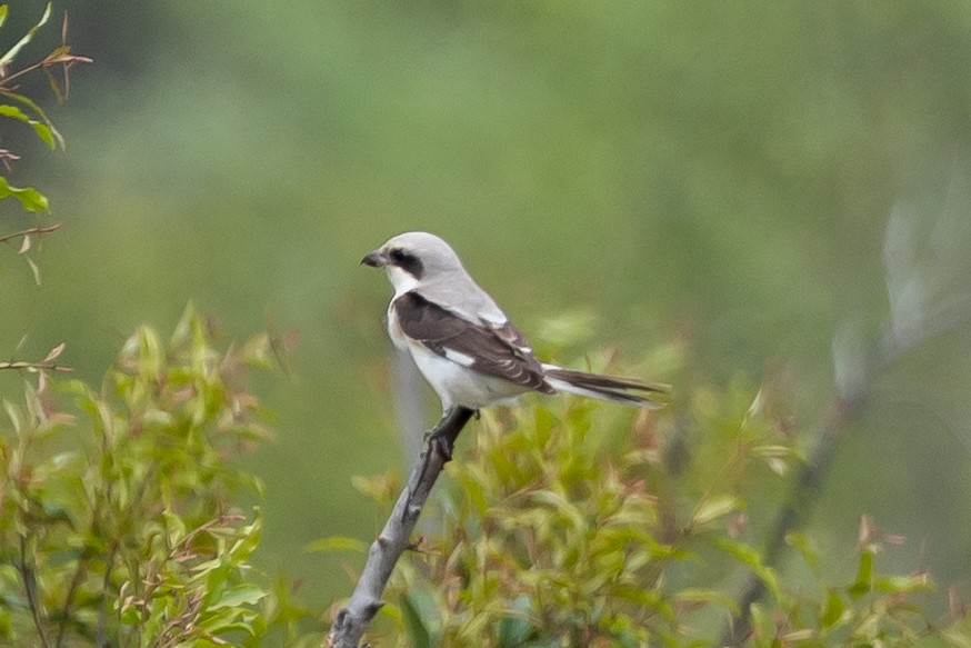 Lesser Gray Shrike - ML646632246