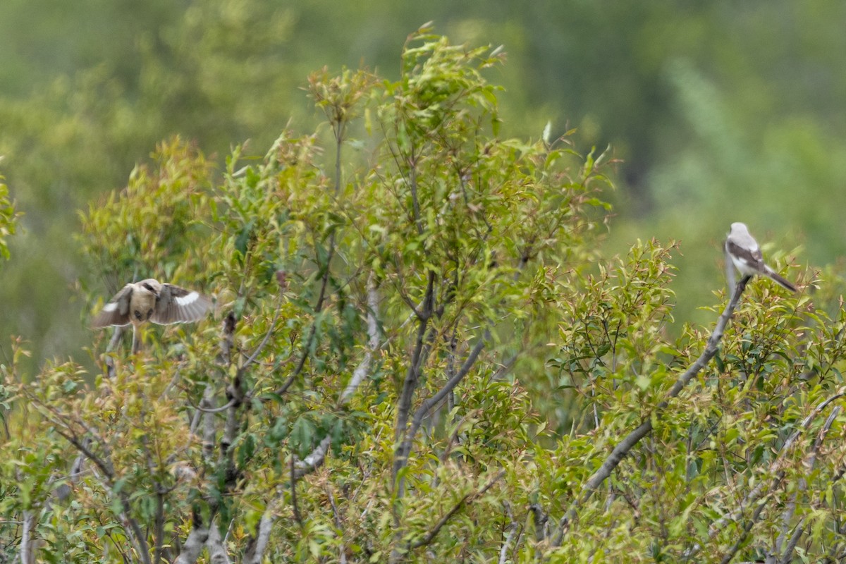 Lesser Gray Shrike - ML646632247