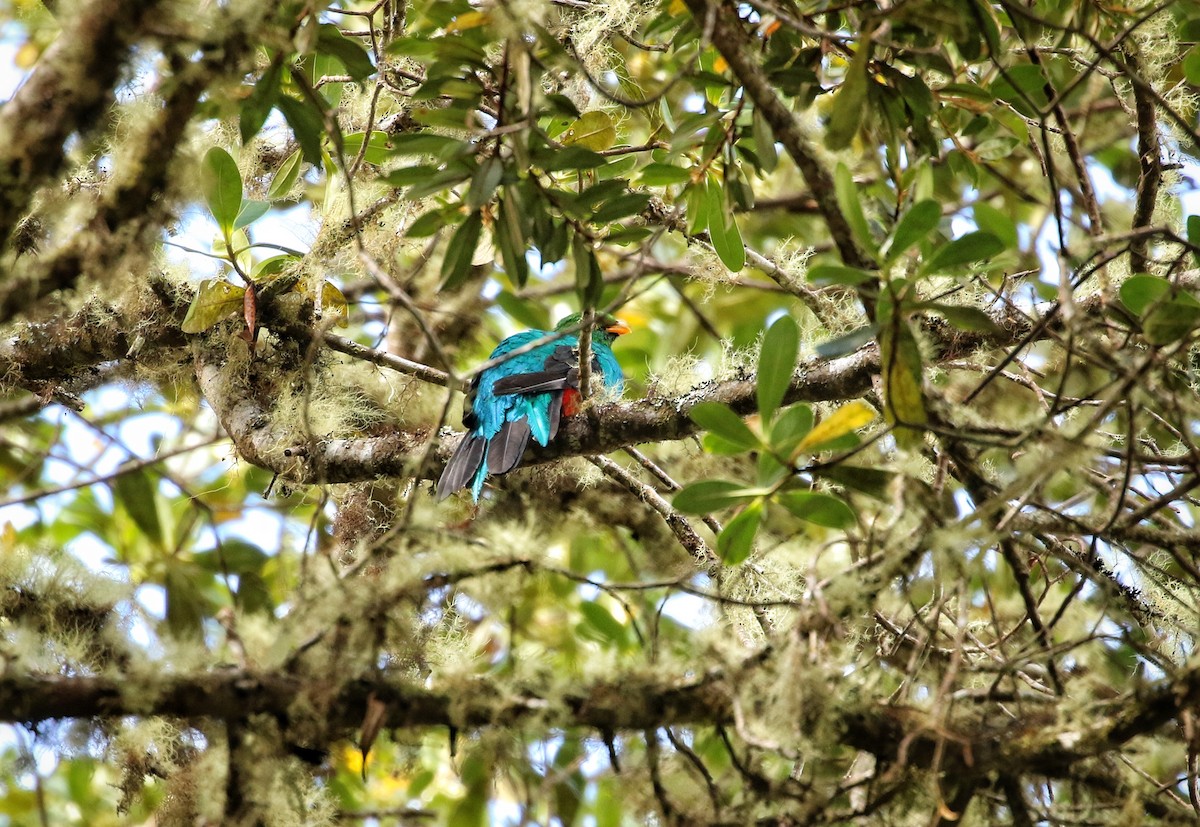 Quetzal doré - ML646632249