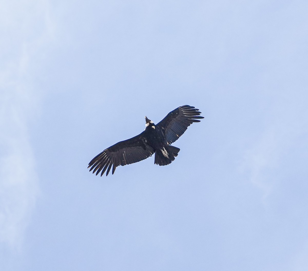 Andean Condor - ML646632256