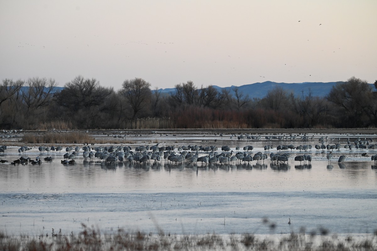 Animals - ML646632257