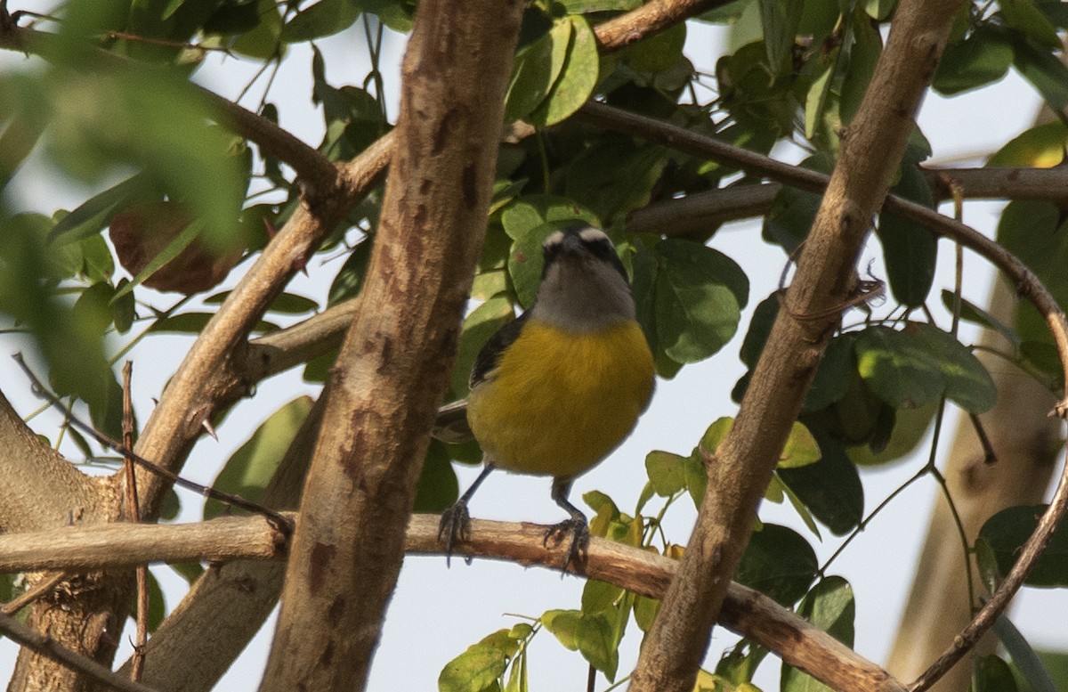 Zuckervogel - ML646632258