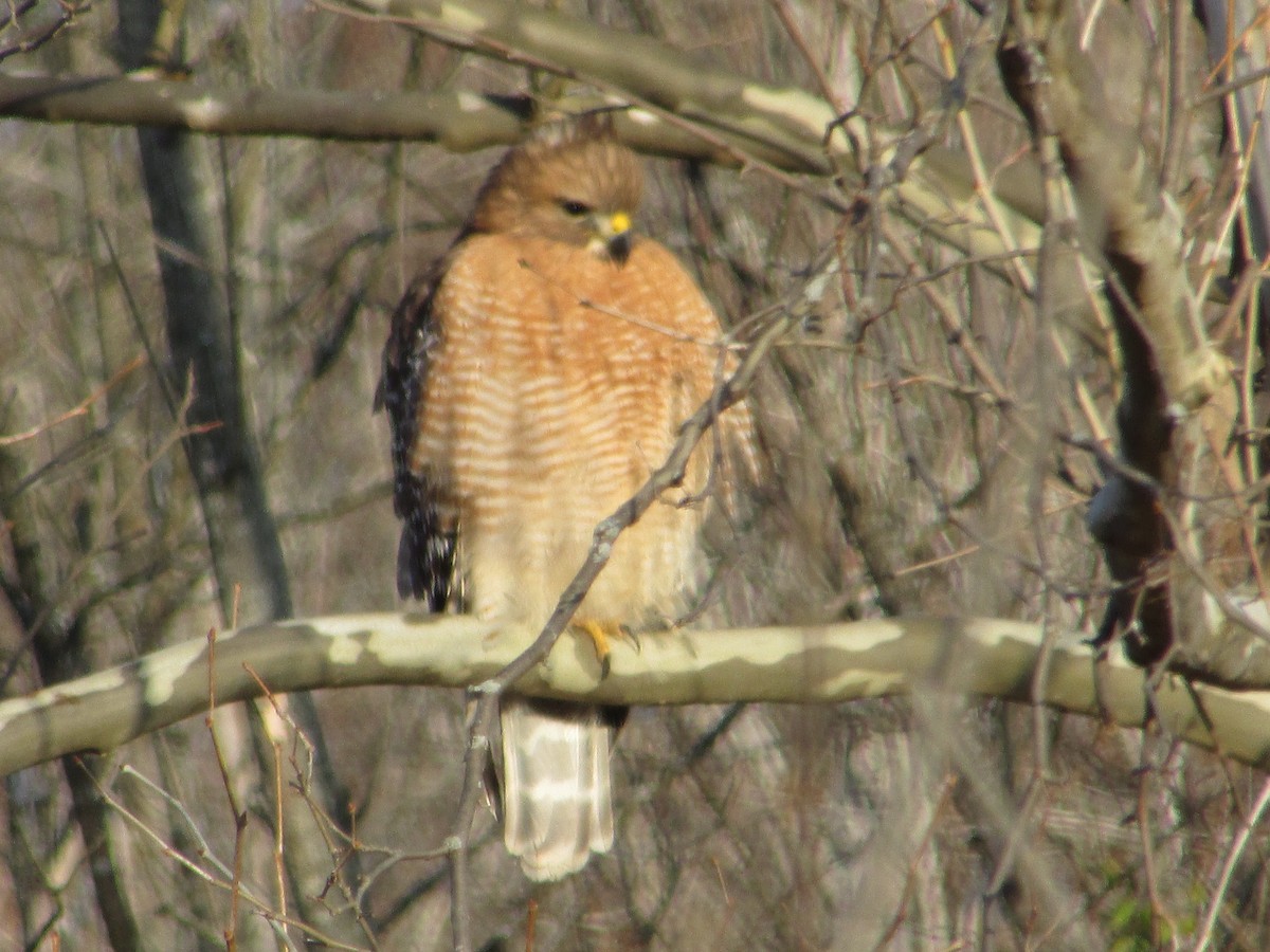 Red-shouldered Hawk - ML646632266