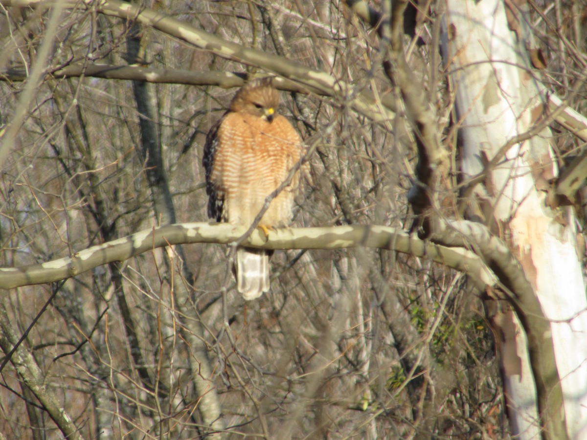 Red-shouldered Hawk - ML646632267